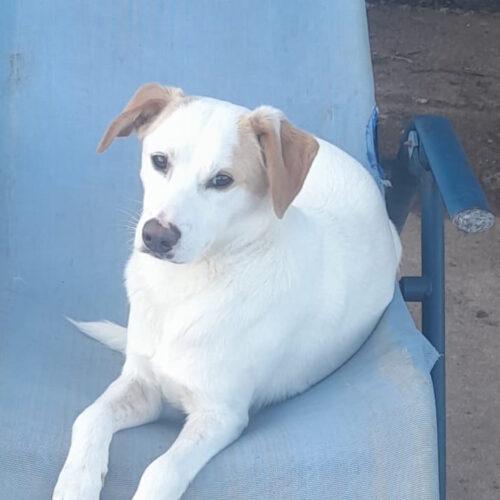 Frida - 1 Anno (Nata Indicativamente A Gennaio 2025)  Razza: Meticcio  Taglia: Medio Piccola  